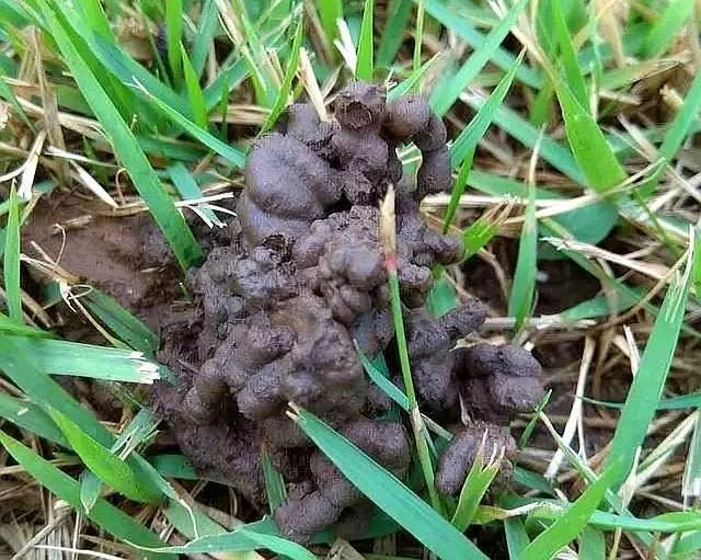 营养土不用买，外面转一圈就能捡，简单一处理变成养花通用土