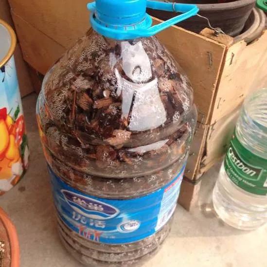 高手在民间，出门捡点松针，煮一煮掺土里，根粗叶绿开花勤