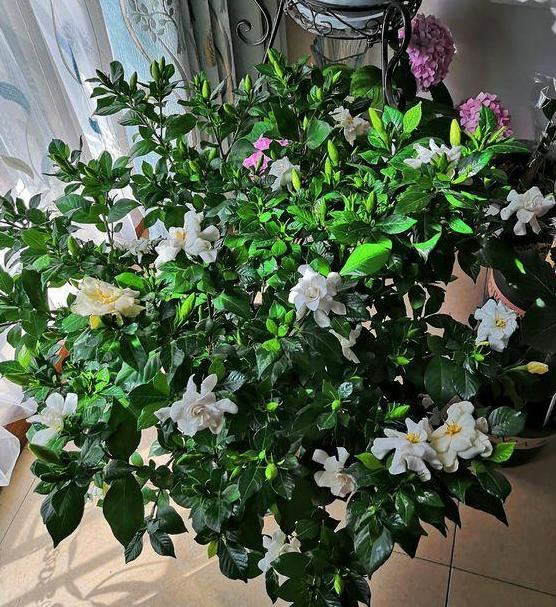春天养殖栀子花，盆栽掌握3技巧，好看又好养，突突冒出满树花