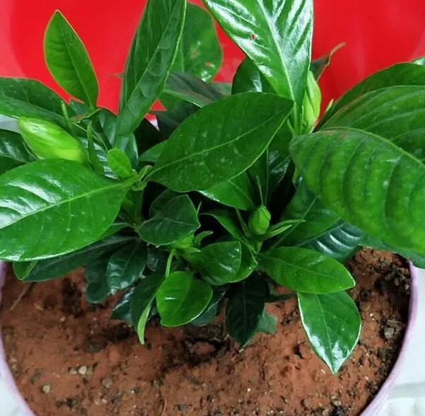 春天养殖栀子花，盆栽掌握3技巧，好看又好养，突突冒出满树花