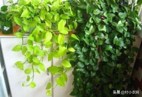 绿萝易养又能净化空气，有人靠卖绿萝赚钱了，那么你会养绿萝吗？