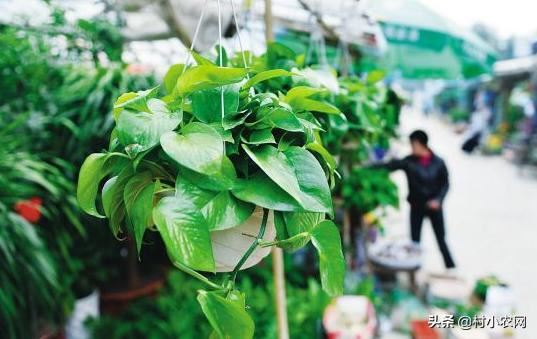 绿萝易养又能净化空气，有人靠卖绿萝赚钱了，那么你会养绿萝吗？