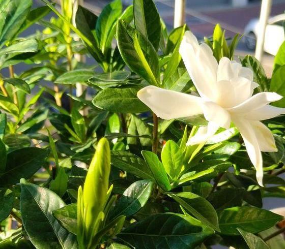 春天养殖栀子花，盆栽掌握3技巧，好看又好养，突突冒出满树花