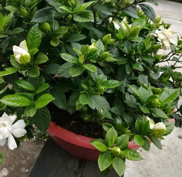 春天养殖栀子花，盆栽掌握3技巧，好看又好养，突突冒出满树花