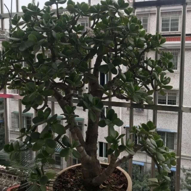 玉树叶子黄不爱长，检讨一下是不是这3 点没做对，赶紧改正