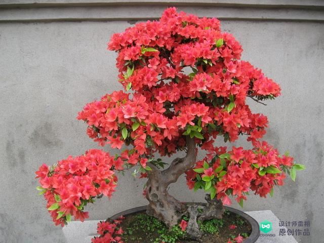 阳台花园设计经验：有哪些适合放在东阳台喜光又耐阴的植物？收藏