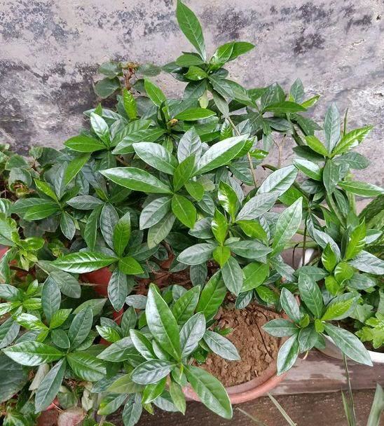 春天养殖栀子花，盆栽掌握3技巧，好看又好养，突突冒出满树花