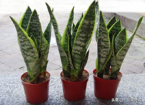 虎皮兰瘦弱无光泽？1个小技巧，15天冒小笋，叶片翠绿肥厚