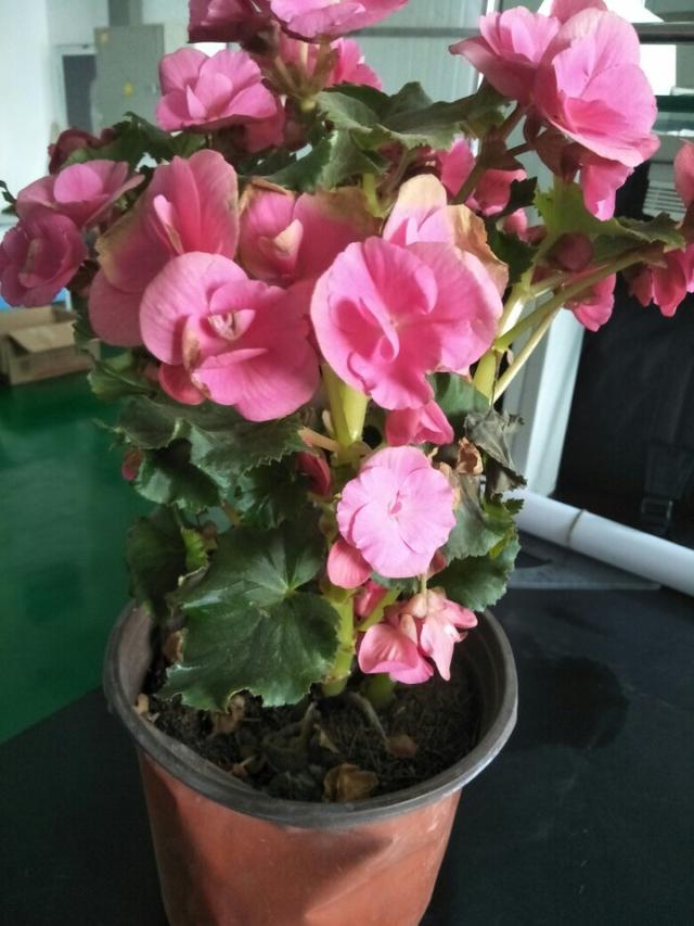 “玻璃翠”叶子发黄，做好这4点，枝叶青翠碧绿、花色妖艳迷人