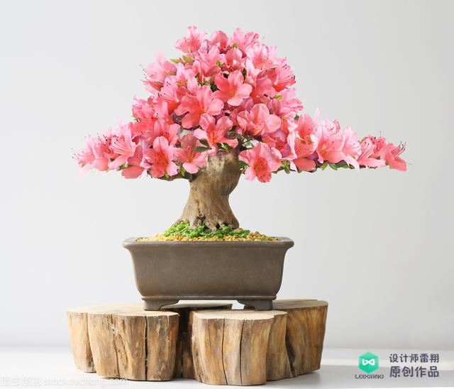 阳台花园设计经验：有哪些适合放在东阳台喜光又耐阴的植物？收藏