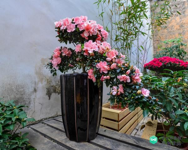 阳台花园设计经验：有哪些适合放在东阳台喜光又耐阴的植物？收藏