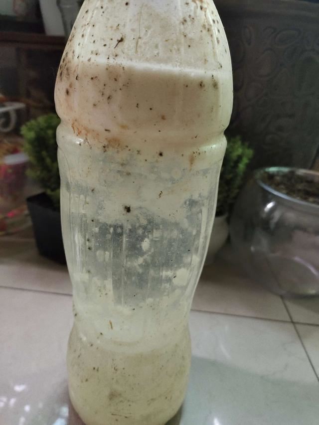 兰花久久不冒新芽，喂点天然促根水，15天冒9颗芽