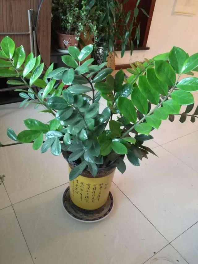 金钱树养护技巧，做好这3点，新芽多到爆盆，叶子油亮肥厚