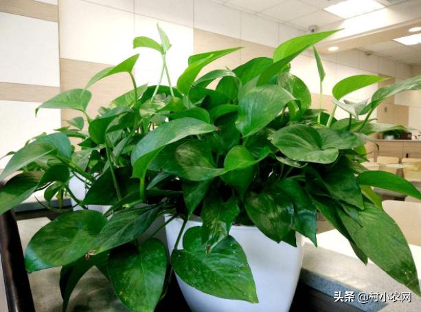 绿萝易养又能净化空气，有人靠卖绿萝赚钱了，那么你会养绿萝吗？