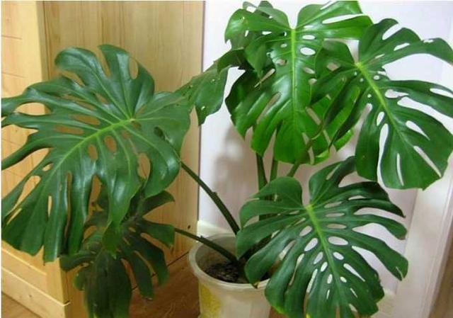 观叶植物不精神，叶子发暗没观赏性，试试自制“增亮水”，好使
