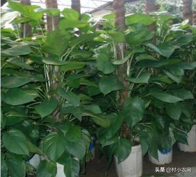 绿萝易养又能净化空气，有人靠卖绿萝赚钱了，那么你会养绿萝吗？