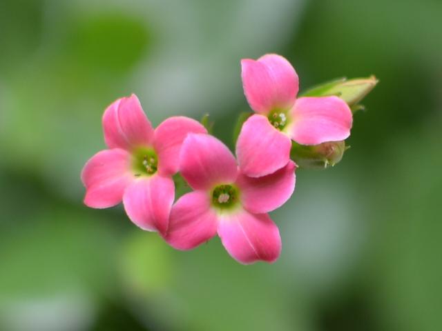 “玻璃翠”叶子发黄，做好这4点，枝叶青翠碧绿、花色妖艳迷人