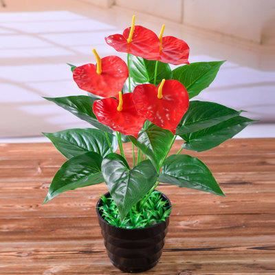 观叶植物不精神，叶子发暗没观赏性，试试自制“增亮水”，好使