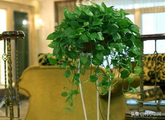 绿萝易养又能净化空气，有人靠卖绿萝赚钱了，那么你会养绿萝吗？
