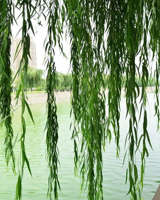 兰花久久不冒新芽，喂点天然促根水，15天冒9颗芽