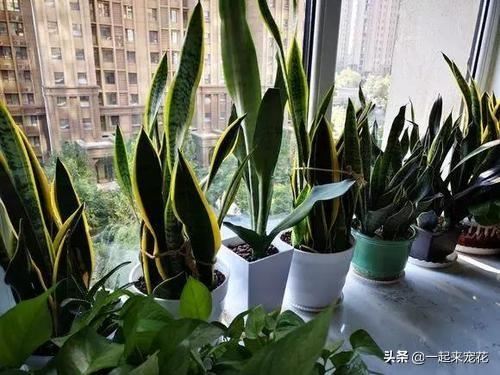 虎皮兰瘦弱无光泽？1个小技巧，15天冒小笋，叶片翠绿肥厚