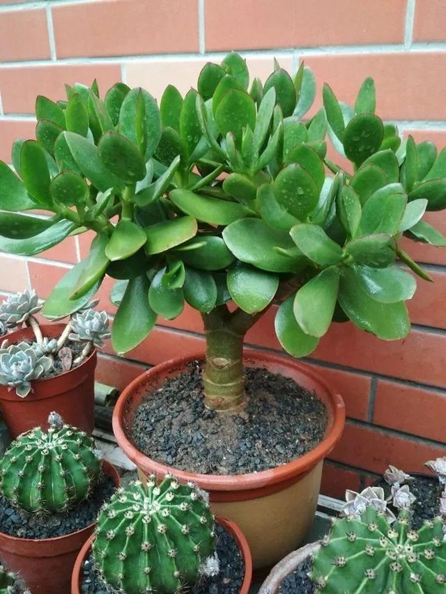 观叶植物不精神，叶子发暗没观赏性，试试自制“增亮水”，好使