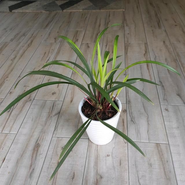 兰花久久不冒新芽，喂点天然促根水，15天冒9颗芽