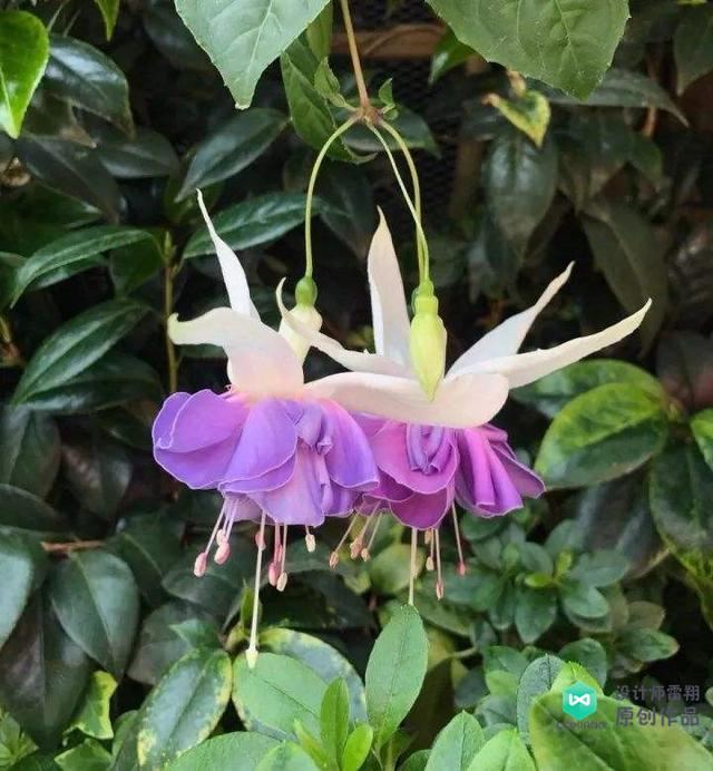 阳台花园设计经验：有哪些适合放在东阳台喜光又耐阴的植物？收藏