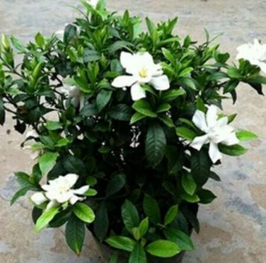 栀子花最容易出现2种黄叶，养护“手法”一调整，叶不黄，花满盆