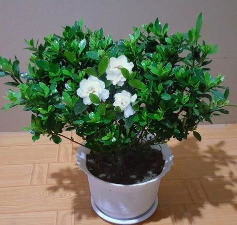 春天养殖栀子花，盆栽掌握3技巧，好看又好养，突突冒出满树花