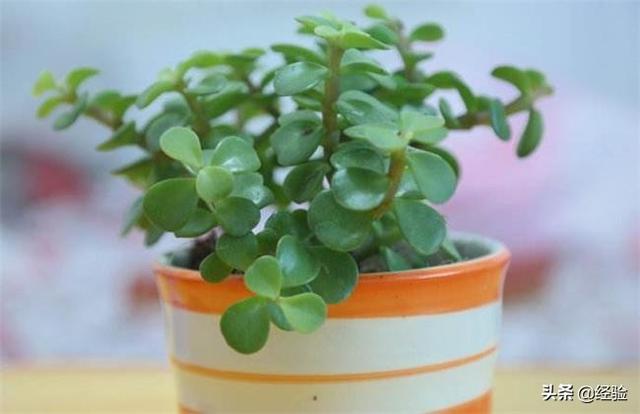 金枝玉叶简介