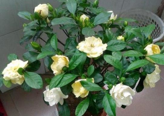 春天养殖栀子花，盆栽掌握3技巧，好看又好养，突突冒出满树花