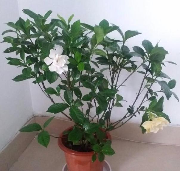 春天养殖栀子花，盆栽掌握3技巧，好看又好养，突突冒出满树花