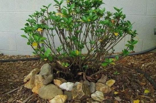 春天养殖栀子花，盆栽掌握3技巧，好看又好养，突突冒出满树花
