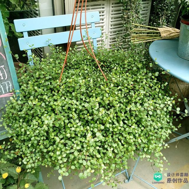 阳台花园设计经验：有哪些适合放在东阳台喜光又耐阴的植物？收藏