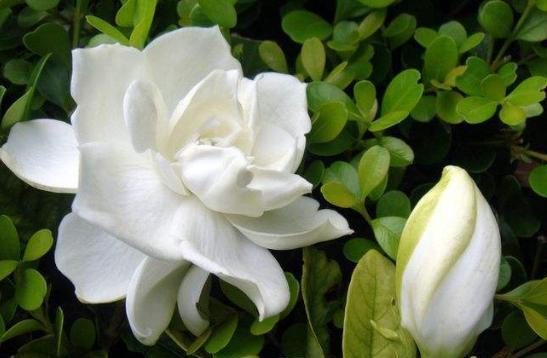 栀子花最容易出现2种黄叶，养护“手法”一调整，叶不黄，花满盆