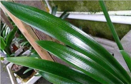 观叶植物不精神，叶子发暗没观赏性，试试自制“增亮水”，好使