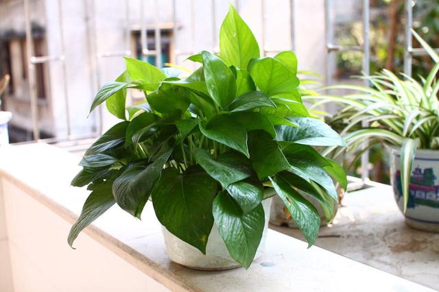 观叶植物不精神，叶子发暗没观赏性，试试自制“增亮水”，好使