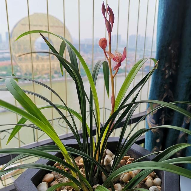 兰花久久不冒新芽，喂点天然促根水，15天冒9颗芽