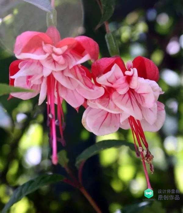 阳台花园设计经验：有哪些适合放在东阳台喜光又耐阴的植物？收藏