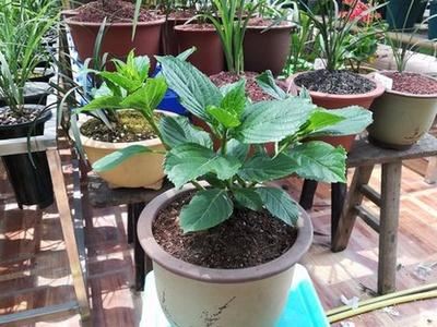 绣球花几月份换盆好，换盆注意事项