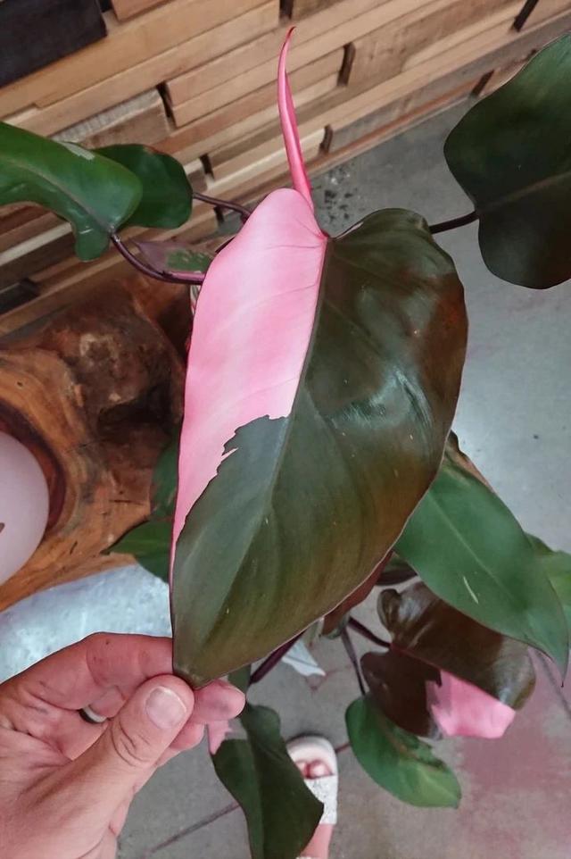 这些粉色植物经常被误以为是“塑料植物”，实际上都是真实存在的