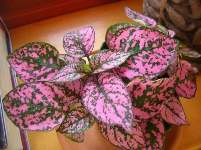 这些粉色植物经常被误以为是“塑料植物”，实际上都是真实存在的