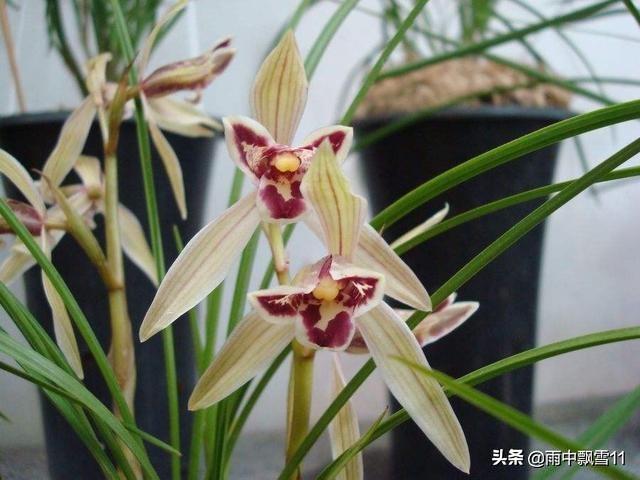 要想阳台养好兰，关键这4点，兰花锋尖不焦叶，年年开花香