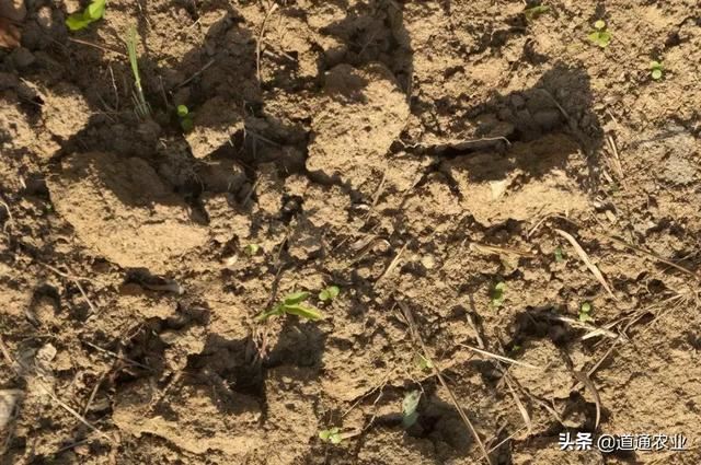花市买花的“五大骗局”，你都知道吗？教你如何辨别假花