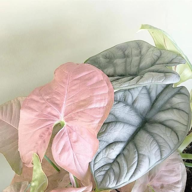 这些粉色植物经常被误以为是“塑料植物”，实际上都是真实存在的