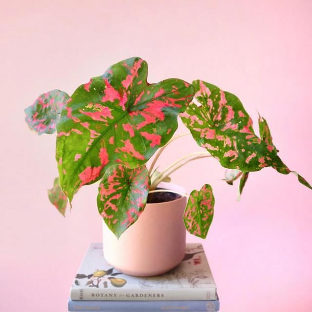这些粉色植物经常被误以为是“塑料植物”，实际上都是真实存在的