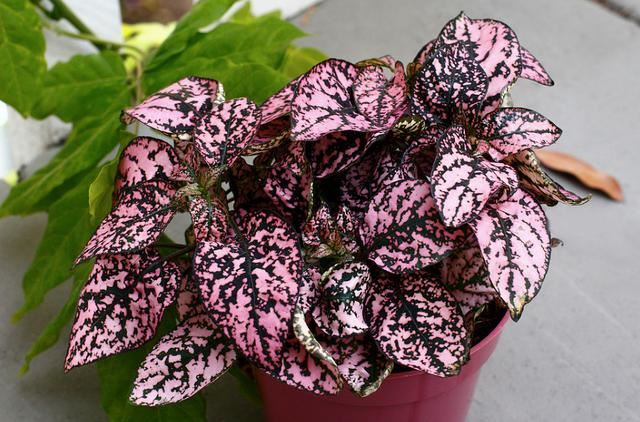 这些粉色植物经常被误以为是“塑料植物”，实际上都是真实存在的