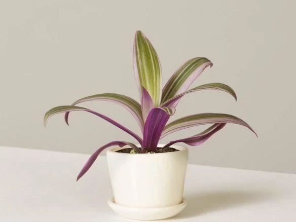 这些粉色植物经常被误以为是“塑料植物”，实际上都是真实存在的