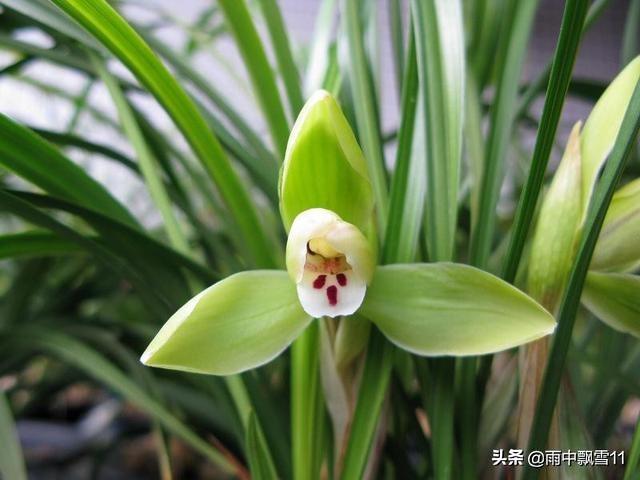 要想阳台养好兰，关键这4点，兰花锋尖不焦叶，年年开花香